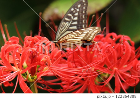 ガーデニング　庭の花、 122864889