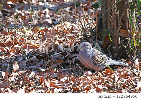 首に青白黒のマフラー状の模様のあるキジバト 首に青白黒のマフラー状の模様のあるキジバト 122864950