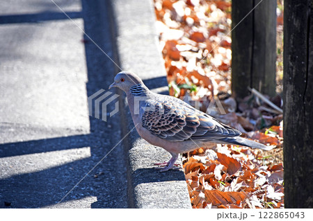 キジバト（雉鳩） 122865043