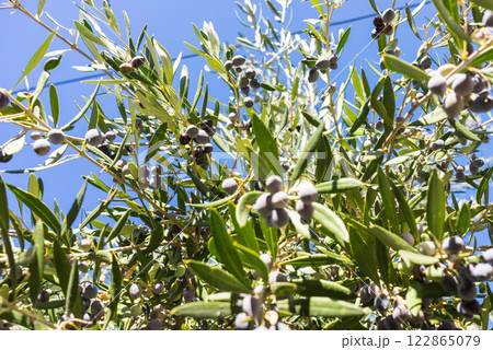 Tree, bush with growing, ripening olives 122865079