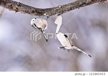 シマエナガ シマエナガ 122865453