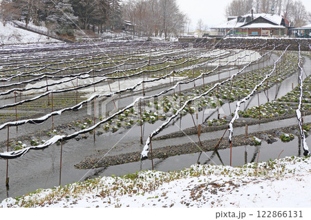 安曇野　冬の大王わさび農場 122866131