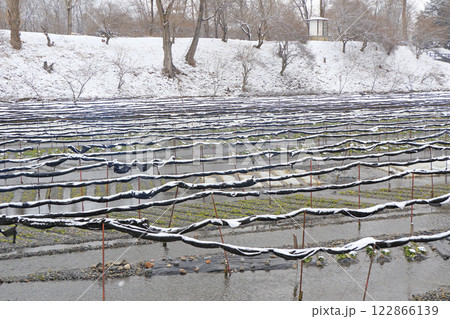 安曇野　冬の大王わさび農場 122866139