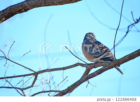 キジバト（雉鳩） 122866408