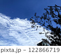 うろこ雲と空と植物 122866719