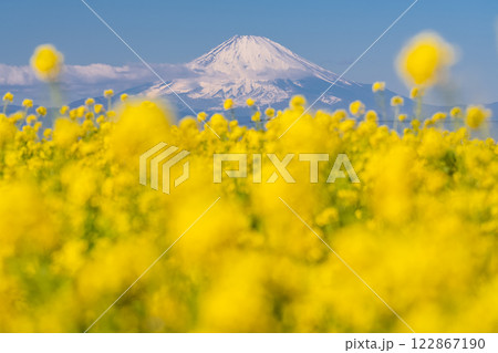 《神奈川県》富士山と満開の菜の花畑 122867190