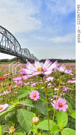 橋 ブリッジ 橋梁 122867340