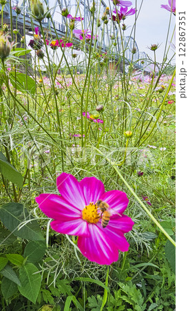 橋 ブリッジ 橋梁 122867351