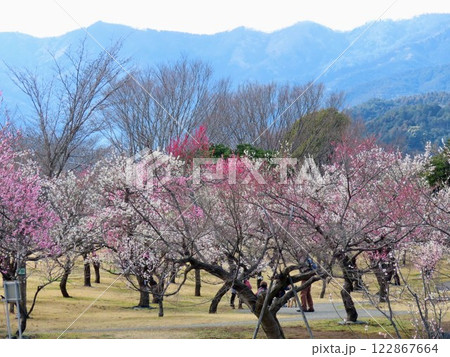 いよいよ春の訪れを告げる梅の花 いよいよ春の訪れを告げる梅の花 122867664