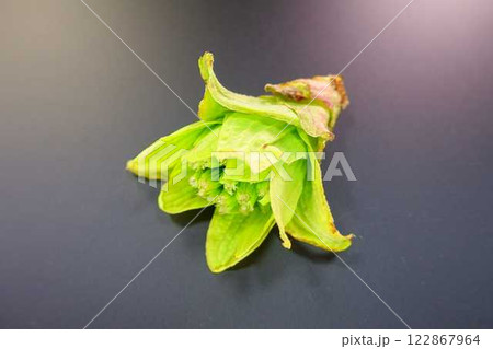 フキノトウ　ふきのとう　蕗の薹 122867964