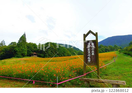 満開のコスモス 秋桜 コスモスベルグ 面白山高原 満開のコスモス 秋桜 コスモスベルグ 面白山高原 122868012