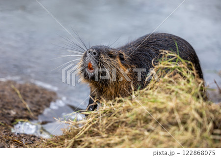 A nutria or coypu (Myocastor coypus) stands on the bank of a frozen pond 122868075