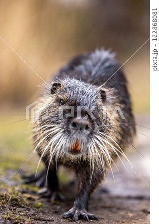 A nutria or coypu (Myocastor coypus) A nutria or coypu (Myocastor coypus) 122868081