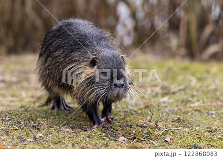 A nutria or coypu (Myocastor coypus) walks in front of reed 122868083