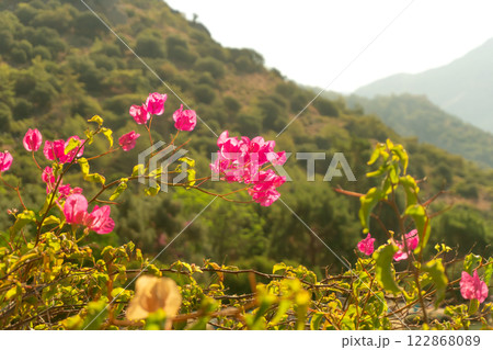 Red Bougainvillea Flowers with Green Foliage Red Bougainvillea Flowers with Green Foliage 122868089