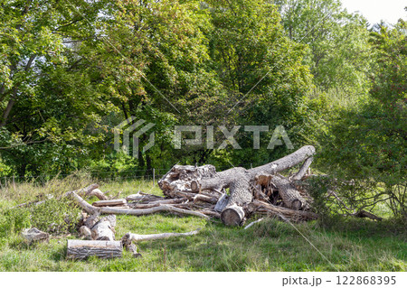 Tree sawdust. Cut trees in a clearing near the forest Tree sawdust. Cut trees in a clearing near the forest 122868395
