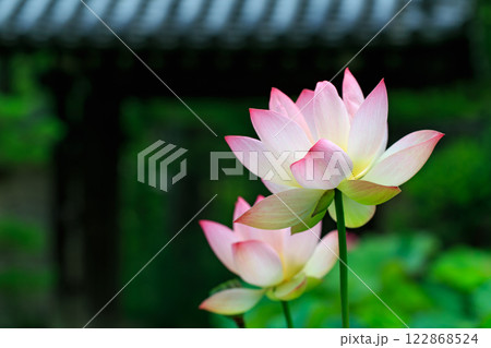蓮の花 蓮の花 122868524
