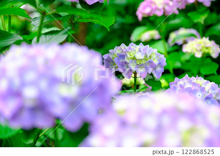 紫陽花 紫陽花 122868525