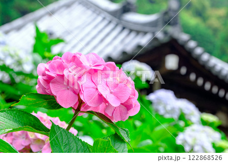 紫陽花 122868526