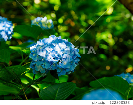 紫陽花 紫陽花 122868528