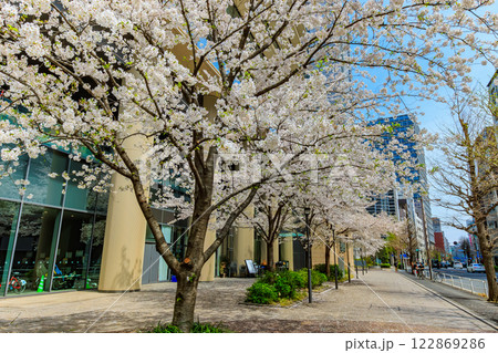 東京 千代田区 神田錦町 テラススクエア前の桜 東京 千代田区 神田錦町 テラススクエア前の桜 122869286