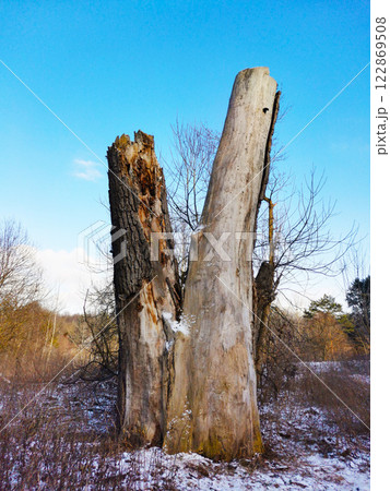 The trunk of an old dead tree in the forest 122869508