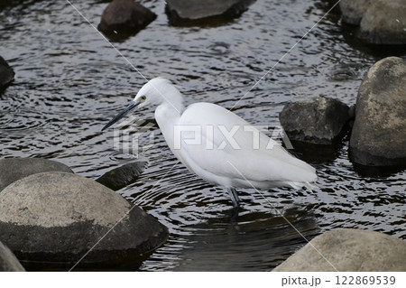 シラサギ(Egret) シラサギ(Egret) 122869539