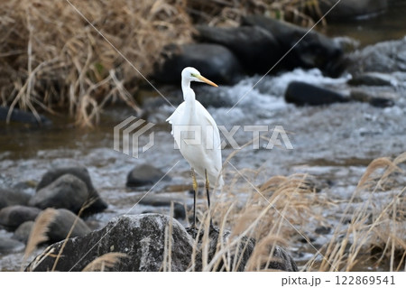 シラサギ(Egret) シラサギ(Egret) 122869541