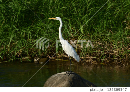 シラサギ(Egret) 122869547