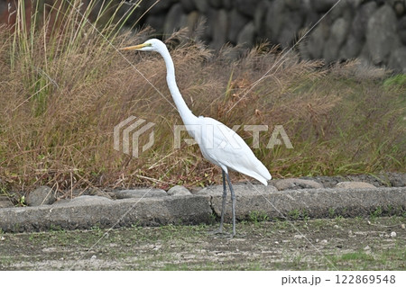 シラサギ(Egret) 122869548