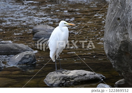 シラサギ(Egret) シラサギ(Egret) 122869552