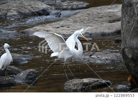 シラサギ(Egret) 122869553