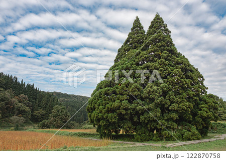 山形県鮭川村　トトロの木　小杉の大杉　 122870758