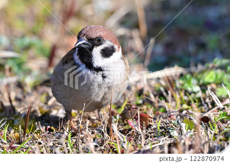 スズメ(雀/sparrow) スズメ(雀/sparrow) 122870974