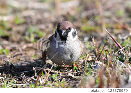スズメ(雀/sparrow) スズメ(雀/sparrow) 122870979