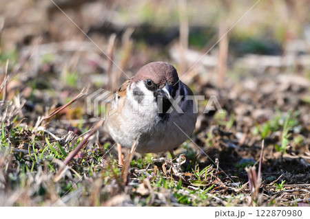 スズメ（雀/sparrow) 122870980