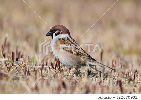 スズメ（雀/sparrow) 122870982