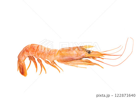 Raw red Argentine shrimps, Prawns Langostino Austral isolated on white background. top view 122871640
