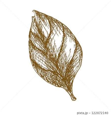 Basil leaf vector ink illustration. Hand drawn herb clipart, salad and sauce ingredient painting, black and white art for menu,cafe, restaurant design. Fresh spicy leaves engraving in outline style Basil leaf vector ink illustration. Hand drawn herb clipart, salad and sauce ingredient painting, black and white art for menu,cafe, restaurant design. Fresh spicy leaves engraving in outline style 122872140