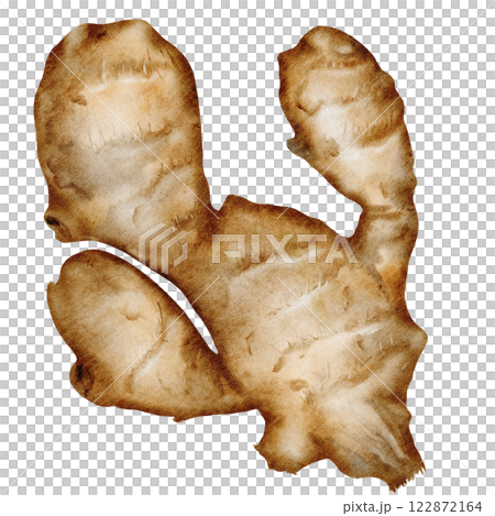 Ginger Watercolor. Hand drawn realistic ginger root. Clip art botanical illustration. Ideal for spice logo, cookbooks and natural cosmetics 122872164