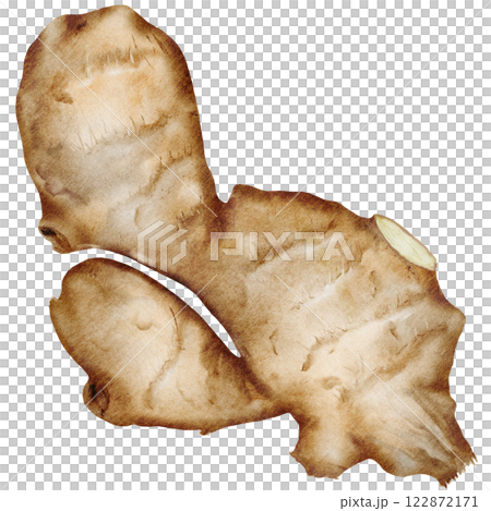 Ginger Watercolor. Hand drawn realistic ginger root. Clip art botanical illustration. Ideal for spice logo, cookbooks and natural cosmetics 122872171