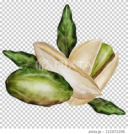 Pistachio watercolor. Hand drawn nut composition with shell isolated on white background. Realistic snack clip art. Ideal for logo, product packaging, banner 122872206