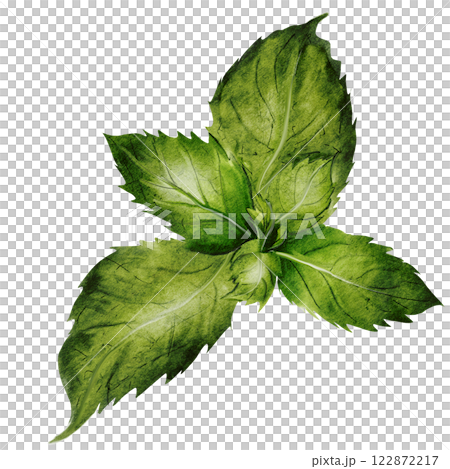Mint leaves watercolor. Hand drawn peppermint plant on isolated white background. Clip art botanical realism. Ideal for logo and packaging of household chemicals, natural cosmetics and various drinks 122872217