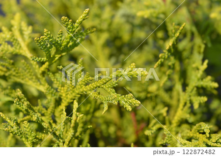 Dwarf Japanese thuja 122872482