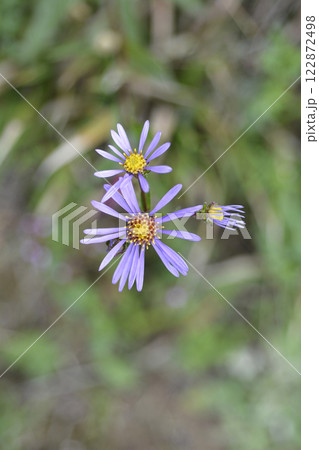 Summer Michaelmas daisy 122872498