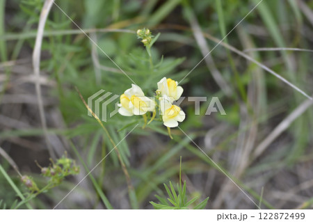 Common toadflax 122872499