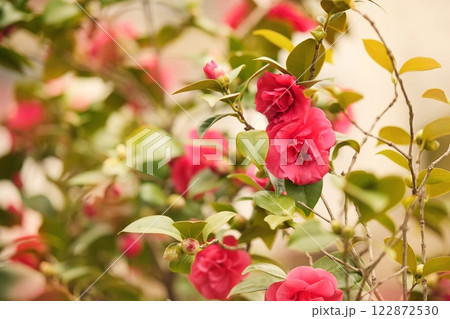 Spring blossoming delicate camellia flowers, garden blooming festive background, selective focus, shallow DOF, toned Spring blossoming delicate camellia flowers, garden blooming festive background, selective focus, shallow DOF, toned 122872530