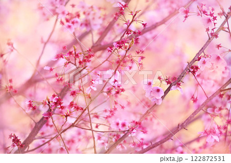Spring pink blossom in garden, springtime cherry bloom, pastel and soft flower background. Selective focus, shallow DOF 122872531