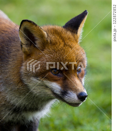 A stunning closeup view of a fox in Its natural habitat 122872852