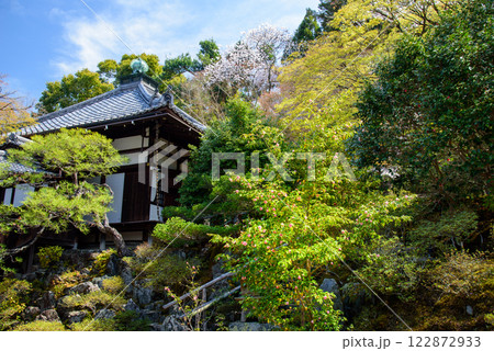 春　霊鑑寺の椿と本堂 122872933